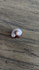 Neverita duplicata