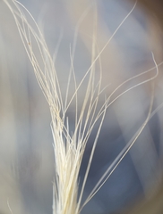 Aristida congesta barbicollis
