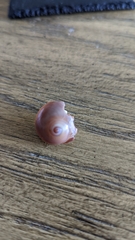 Neverita duplicata