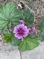 Malva sylvestris