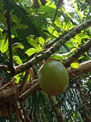 Crescentia cujete