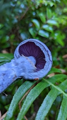 Cortinarius putorius