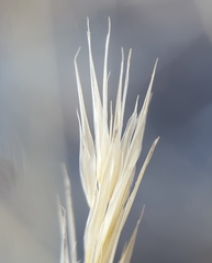 Aristida congesta barbicollis