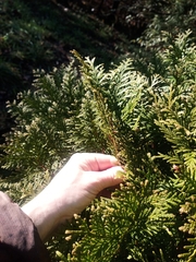 Thuja occidentalis