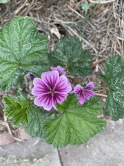 Malva sylvestris