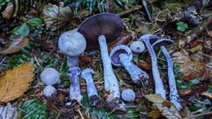 Cortinarius putorius