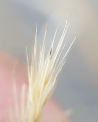 Aristida congesta barbicollis