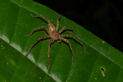 Sparassidae