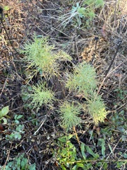 Eupatorium capillifolium