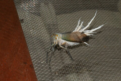 Pterodictya reticularis