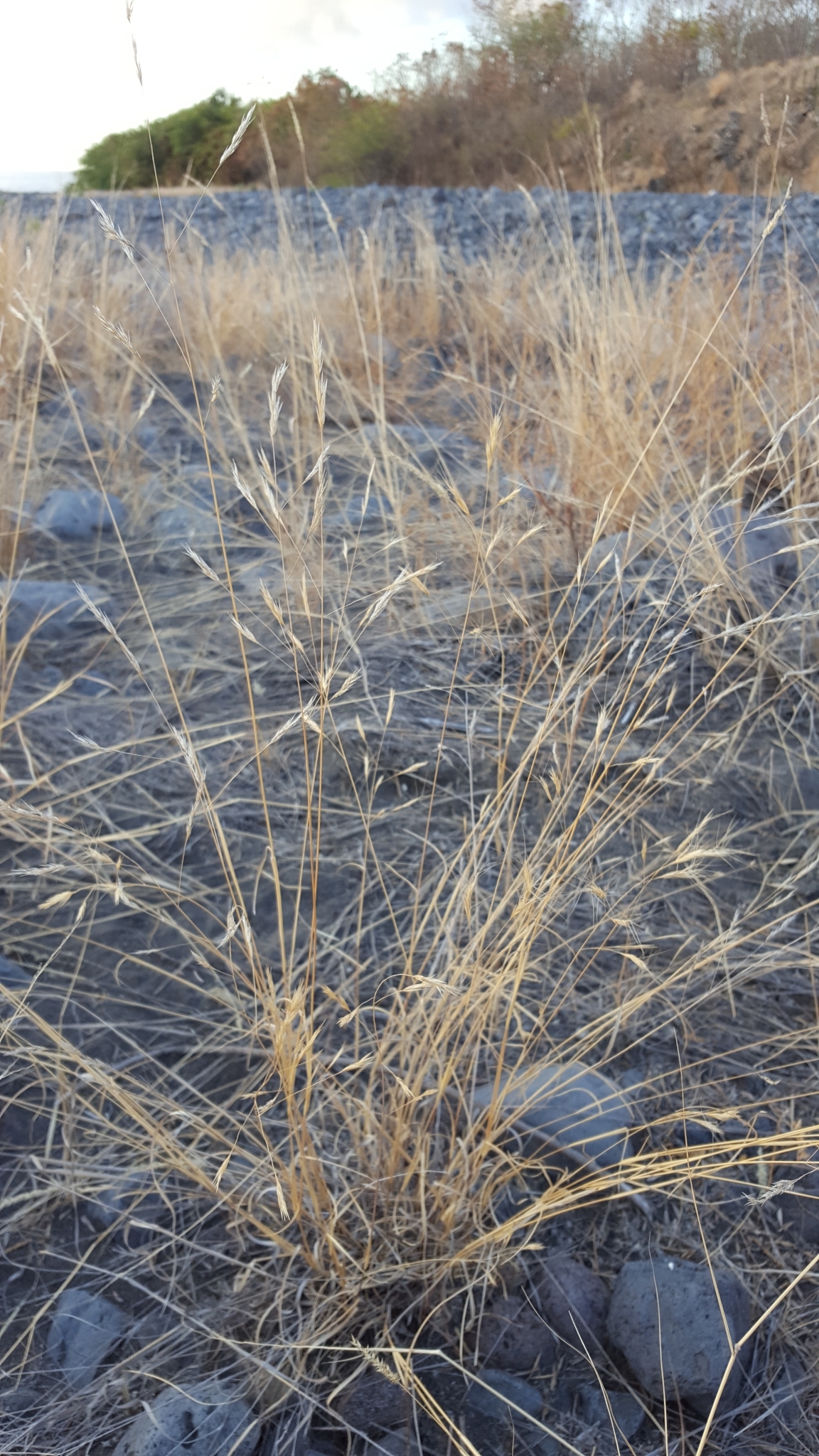 (c) François Rousseu, certains droits réservés (CC BY-NC) https://www.inaturalist.org/observations/143044362