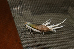 Pterodictya reticularis