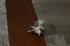 Pterodictya reticularis