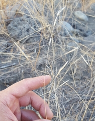 Aristida congesta barbicollis