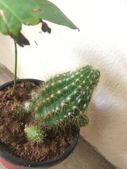 Trichocereeae