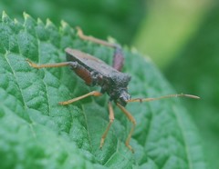 Camptischium