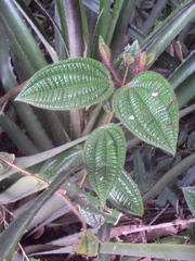 Miconia australis