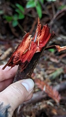 Phanerochaete sanguinea