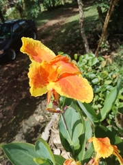 Canna × generalis