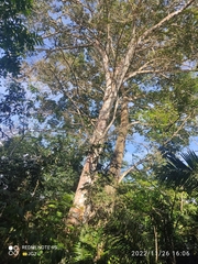 Ficus insipida