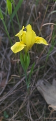 Iris arenaria