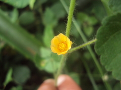 Sida urens