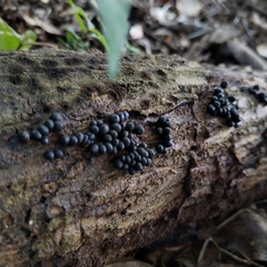 Rosellinia subiculata