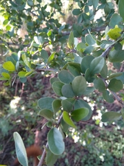 Ehretia rigida