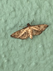 Spilomelinae