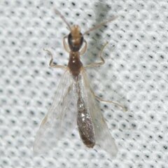 Pseudomyrmex pallidus