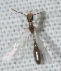 Pseudomyrmex pallidus