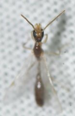 Pseudomyrmex pallidus