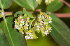 Euphorbia hypericifolia