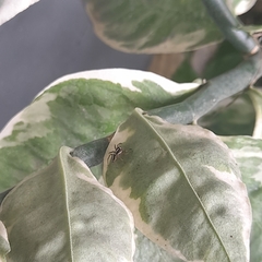 Leptofreya ambigua