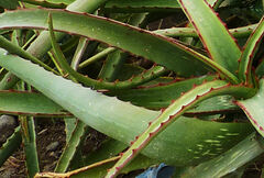 Aloe adigratana