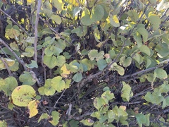Magnoliopsida
