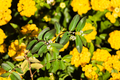 Euphorbia hypericifolia