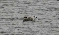 Larus hyperboreus × marinus