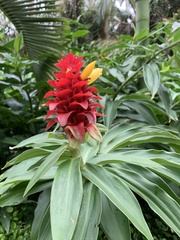 Costus barbatus