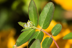 Euphorbia hypericifolia