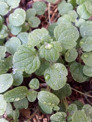 Veronica hederifolia