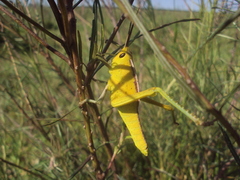 Staleochlora viridicata