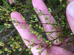 Hypericum brachyphyllum