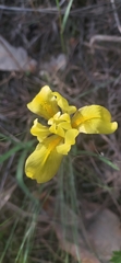 Iris arenaria