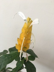 Pachystachys lutea