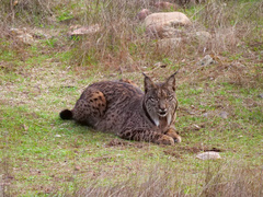 Lynx pardinus