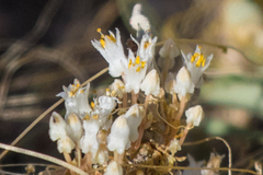 Cuscuta tuberculata