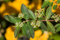 Euphorbia hypericifolia