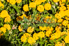 Euphorbia hypericifolia