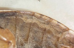 Belostoma subspinosum